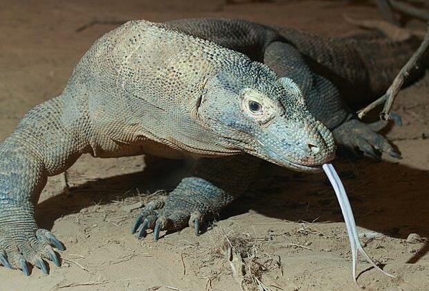 Jump in fees to see Indonesia Komodo dragons causes workers to strike