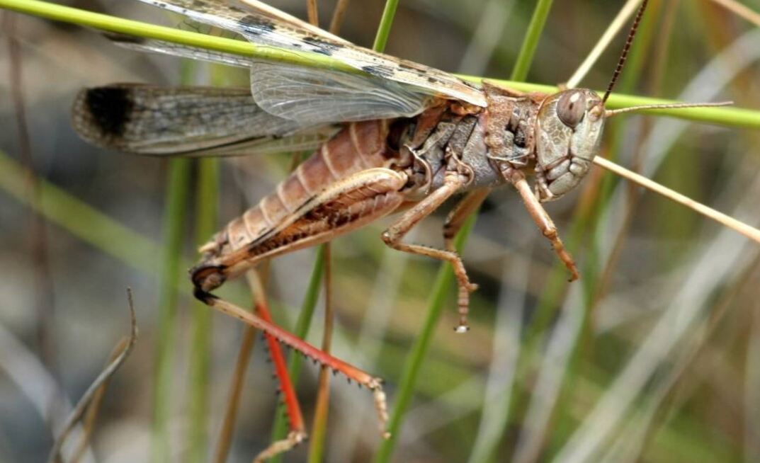 Agriculture Victoria wants land holders to keep an eye out for locust activity to help manage potential issues this spring.