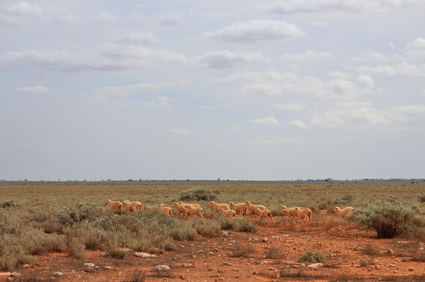 Australia's largest sheep station is expected to attract interest from local and international investors. 