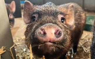 Pigs and Prosecco puts fizz into farm profits