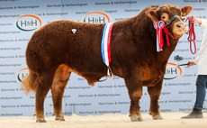 60,000gns top at Carlisle as Limousin sale sets new all-breed UK average record