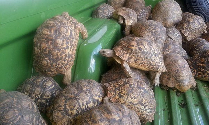 URA impounds 152 tortoises URA impounds 152 tortoises