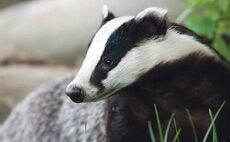 Government proposes phase out of 'intense' badger culling in England