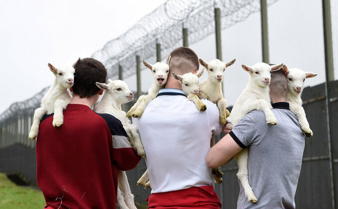 Backbone of Britain: Border Leicester sheep bring new dimension to prison rehab programme