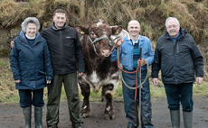 Consistency backbone to Clark family's pedigree bull sales