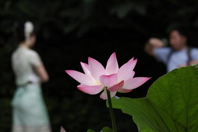 Bite of health: Growing popularity of TCM-inspired baking