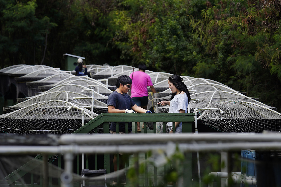 What Is Farming&quest; Hawaii Moves To Broaden Allowed Agricultural Uses - Honolulu Civil Beat