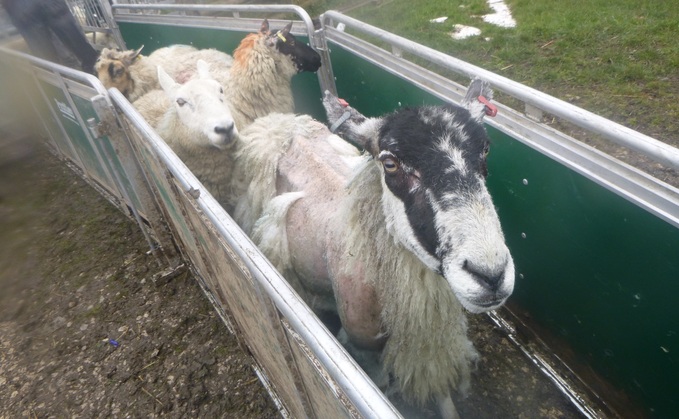 Staffordshire farmers admit animal cruelty