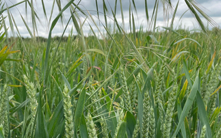 Top agronomy tips for spring weed control on farm this season