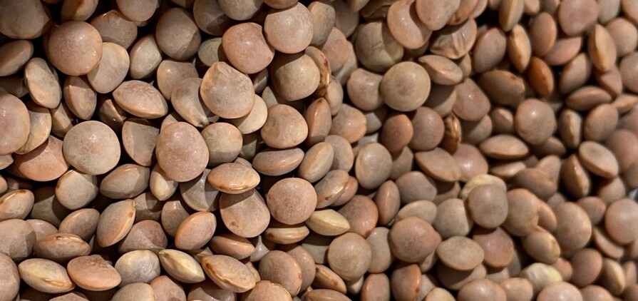 Pulse crops like lentils are subject to volatile global market pressures. 