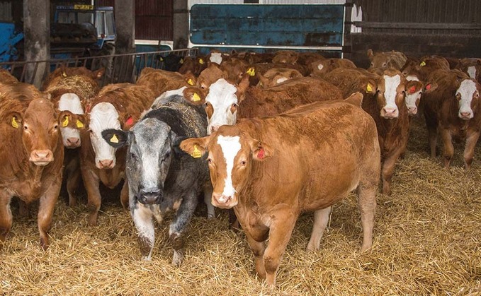 Beef price reaches record highs of £4/kg