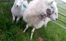 Welsh police concerned by 'avoidable' injuries to sheep