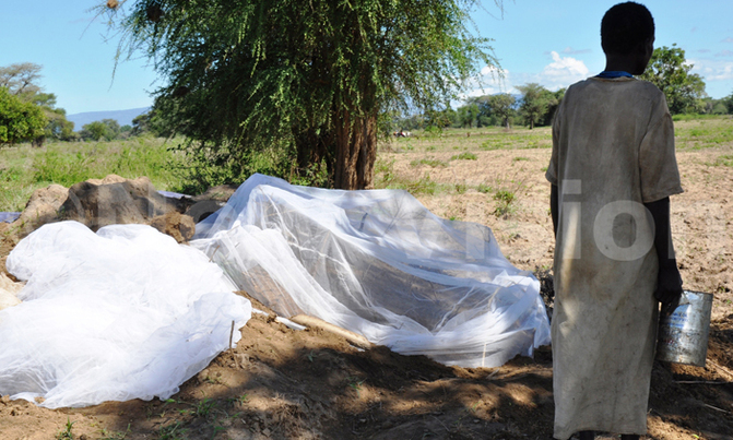 Mosquito nets used to trap white ants in Karamoja Mosquito nets used to trap white ants in Karamoja