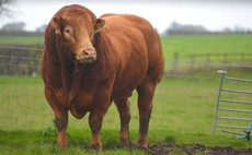 BEEF SPECIAL: Myostatin in cattle - a veterinary perspective