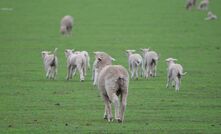 Agrista consultant, Jess Paton, said diving into numbers and key performance indicators can help sheep producers get ahead.  