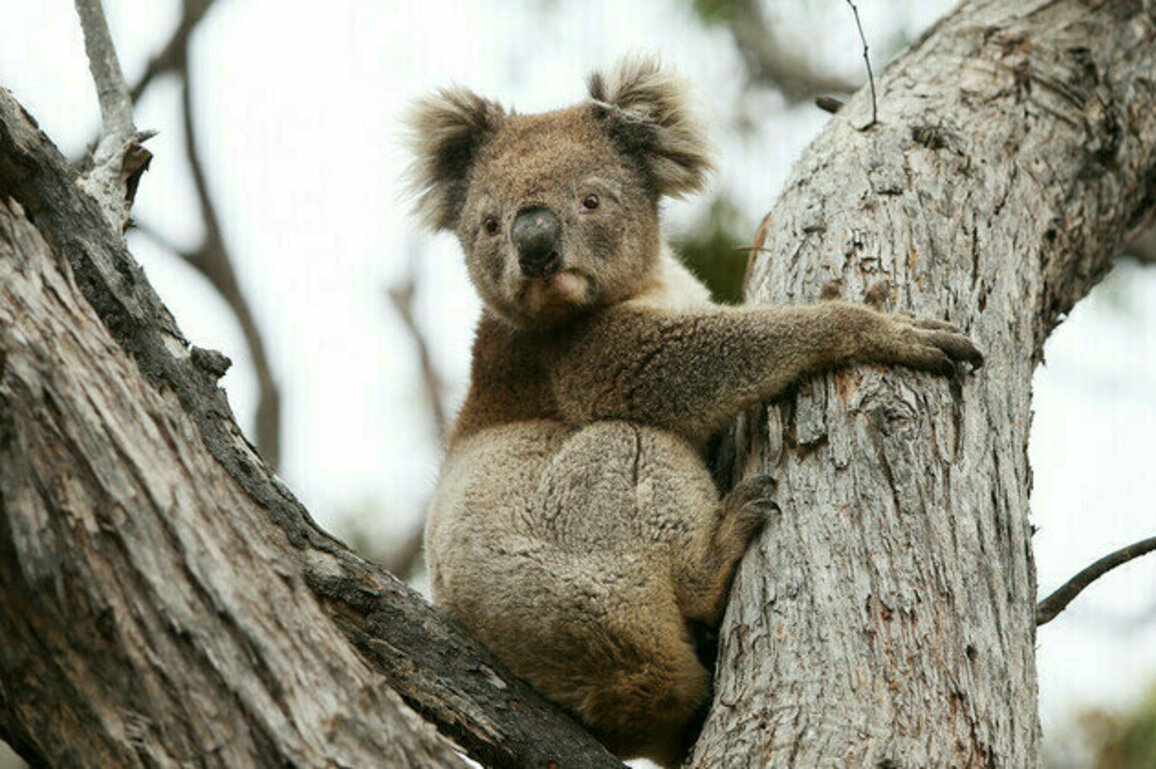 Australian authorities face backlash over koala cull