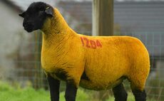 Three Nations Suffolk sale tops at 15,000gns