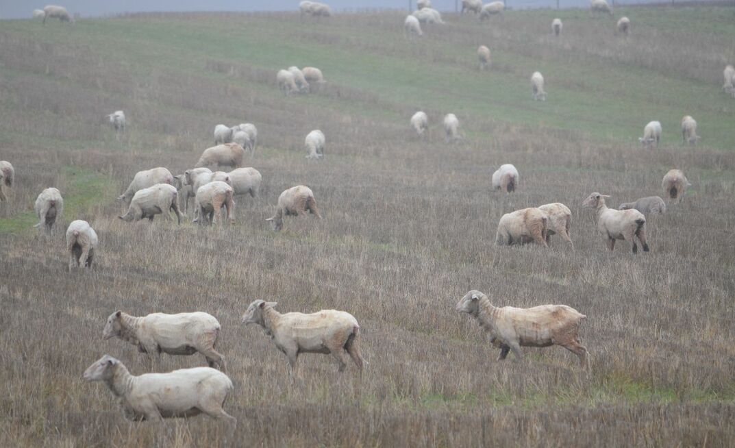 Almost a fifth of WA breeding ewes could be gone by next year, with 58 per cent of WA producers intending to cut back numbers, which could have lasting consequences on the national flock.  