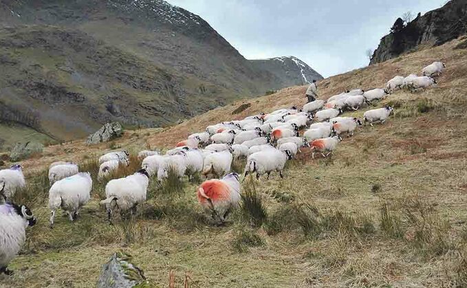 NFU Cymru urges farmers to respond to consultation on the future of the uplands