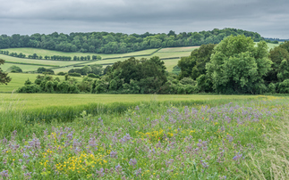 Environmental Improvement Plan: Defra pledges £500m for landscape recovery in revised plan