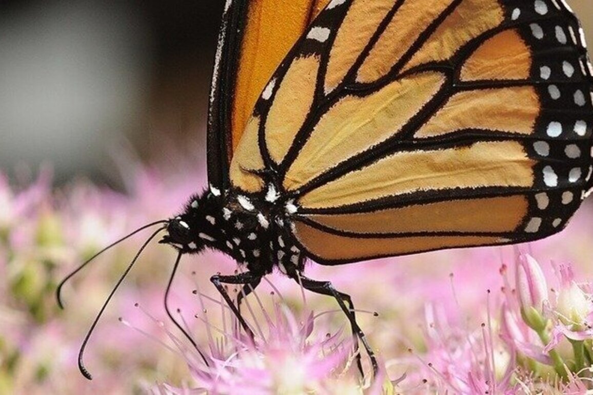 Scientist encourages Virginians to plant milkweed to support monarchs  