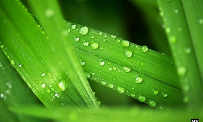 Plants 'less thirsty' as climate warms Plants 'less thirsty' as climate warms