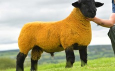 Lanark Suffolks sell to 50,000gns high