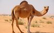 South Australia to cull feral camels