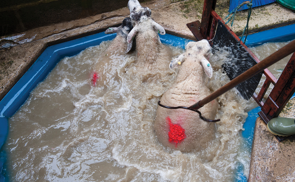 Environment Agency scraps increase in charges for sheep dip disposal