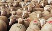 Sheepmeat industry defends standards