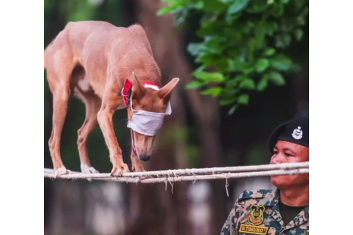 Gujarat: Marching contingent of BSF's Indian breed dogs to participate in upcoming Ekta Diwas Parade