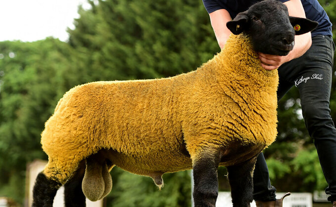 Suffolks sell to 23,000gns at national sale