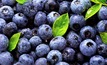 Aussie blueberries hit Indian shelves