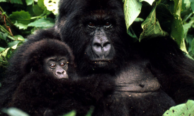 Mountain gorilla produces twins near Uganda's border Mountain gorilla produces twins near Uganda's border