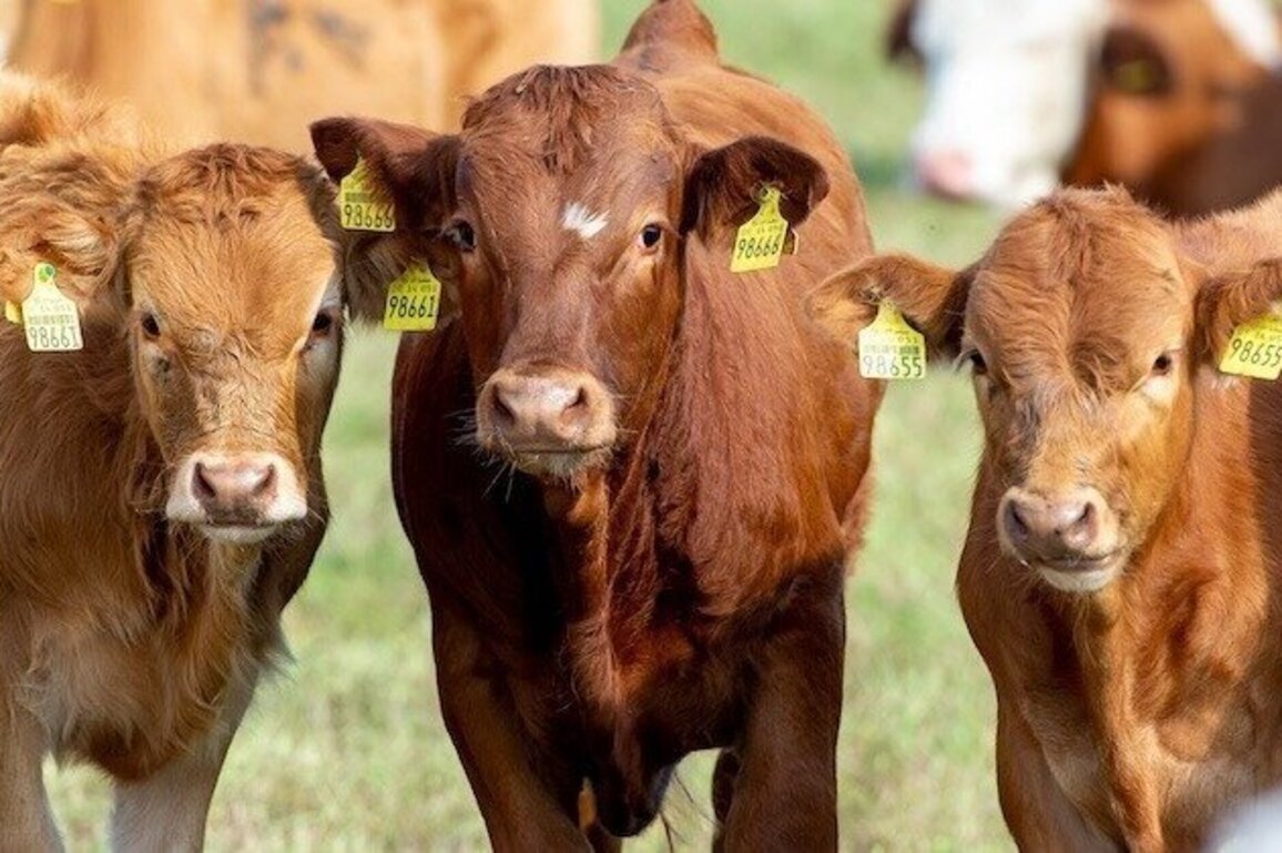 Ohio scientists: Cattle virus could be transmitted in humans