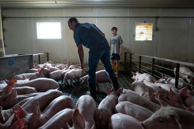 Burcum- Minnesota pork is in President Trumps trade war crosshairs