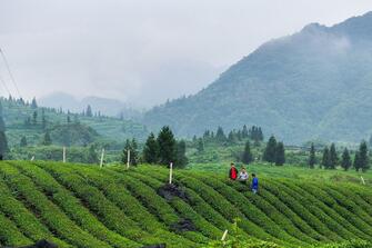 SW China mountainous county brews global matcha success