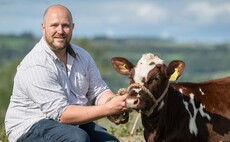 Dairy Shorthorn breeder making a mark with 'micro' herd  