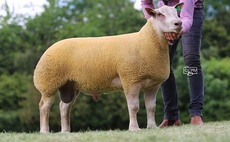 Premier Charollais sale tops at 17,000gns