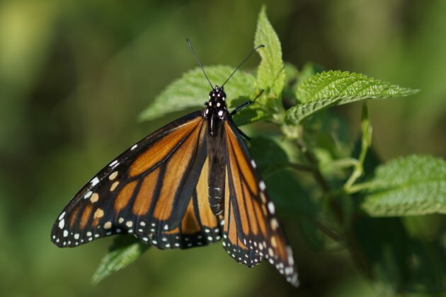 Conservationists Sue Over Changes to Endangered Species Act