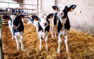 Virbac confirms immediate UK availability of BTV8 bluetongue vaccine