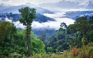 Study: Global carbon markets could protect 150 million hectares of land in the next decade