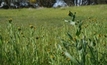 Weeds feel the cold, just like us