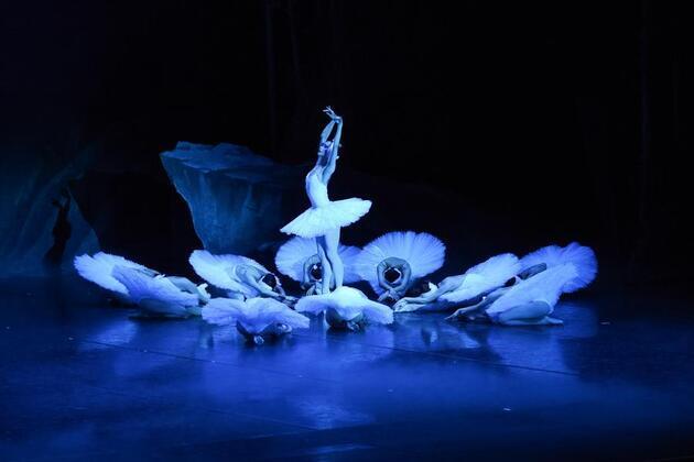 Shanghai "swan" spreads wings in the Netherlands