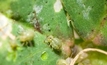 Young crops targeted by insect pests