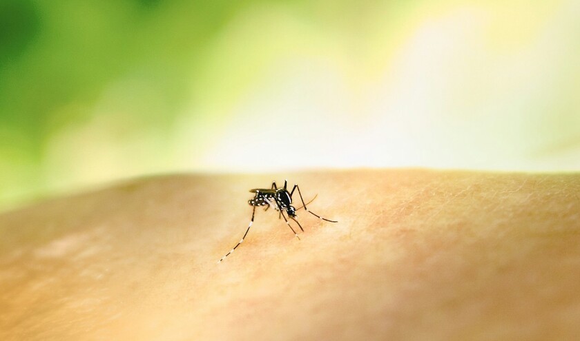 © National Institute of Allergy and Infectious Diseases/Unsplash