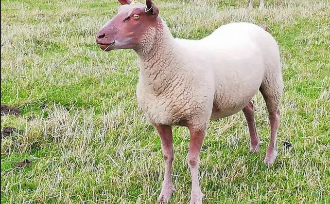 Pure rouge sheep stolen from farm in Lincolnshire