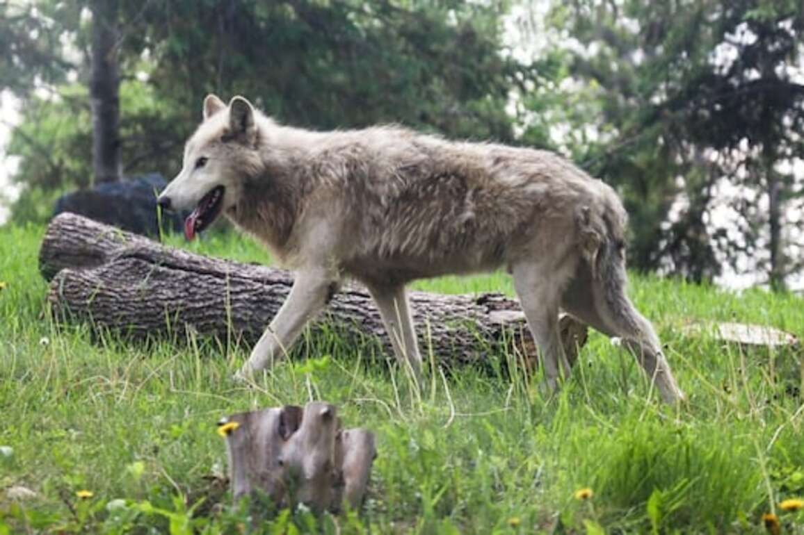 Winnipeg's Assiniboine Park Zoo welcomes family of 5 grey wolves from Vancouver