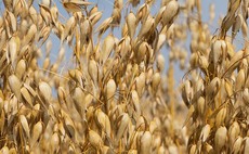 Oats under early disease threat