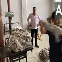 Rajasthan: Wool traders in Bikaner seek relief from Centre amid 50% US tariffs